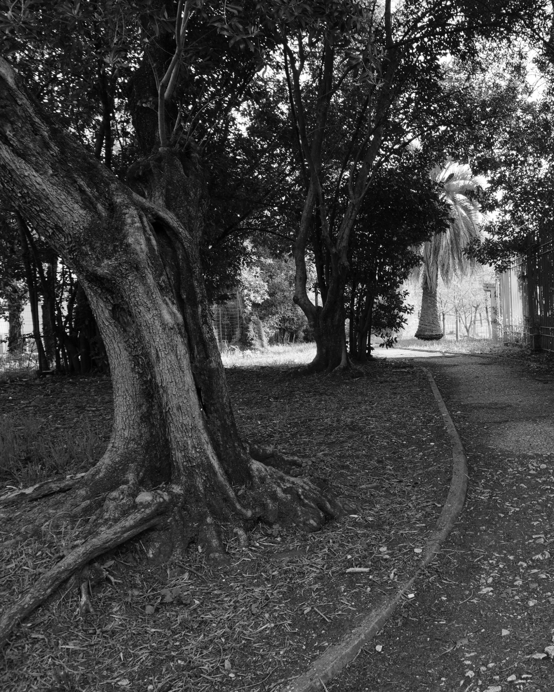 La fontanella sul confine: dove le differenze si incontrano C’è una fontanella, a Colli Aniene, che non si nota subito. Non è nel cuore del parco, non è incorniciata dal verde, non è “da fotografia”. Sta lì, su un margine. Un punto di passaggio più che di sosta. Un crocevia sottile, quasi invisibile, dove si incontrano due mondi: da una parte gli immobili del Comune di Roma, dall’altra quelli di proprietà privata. Due logiche diverse. Due modi di vivere lo spazio. Due idee, a volte distanti, di casa. Eppure, proprio lì, scorre acqua. Il nasone di via tamburrano