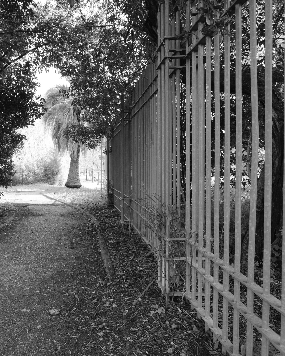 La fontanella sul confine: dove le differenze si incontrano C’è una fontanella, a Colli Aniene, che non si nota subito. Non è nel cuore del parco, non è incorniciata dal verde, non è “da fotografia”. Sta lì, su un margine. Un punto di passaggio più che di sosta. Un crocevia sottile, quasi invisibile, dove si incontrano due mondi: da una parte gli immobili del Comune di Roma, dall’altra quelli di proprietà privata. Due logiche diverse. Due modi di vivere lo spazio. Due idee, a volte distanti, di casa. Eppure, proprio lì, scorre acqua. Il nasone di via tamburrano